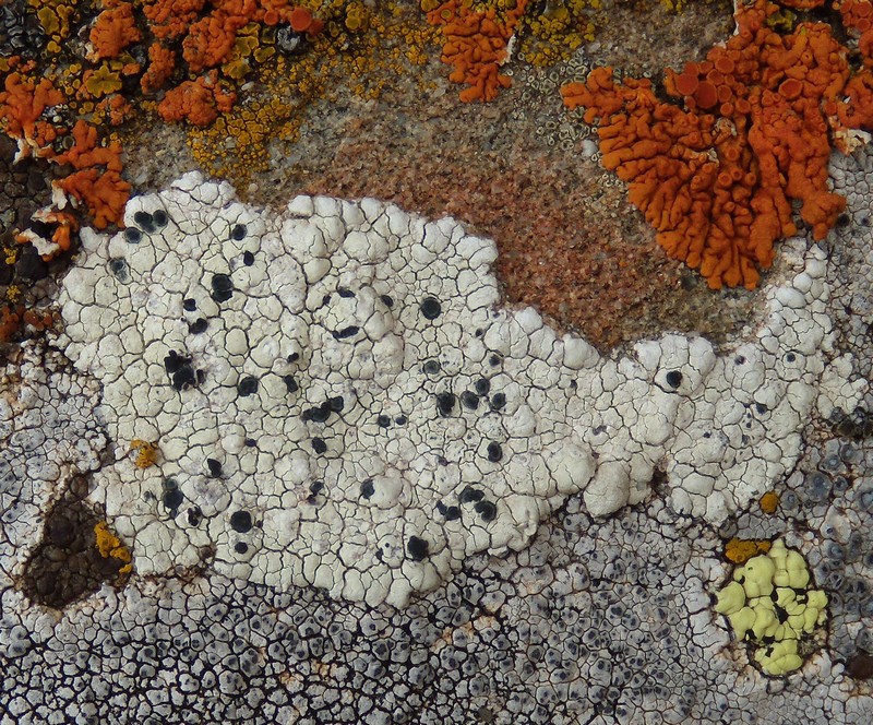 sull''arenaria della Laga